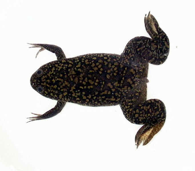 File:Xenopus-PV.jpg
