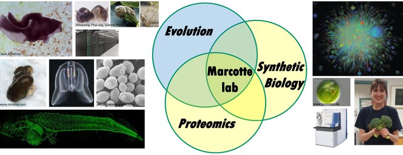 File:MarcotteLab-OneSlideSummary-8-2020-top.jpg